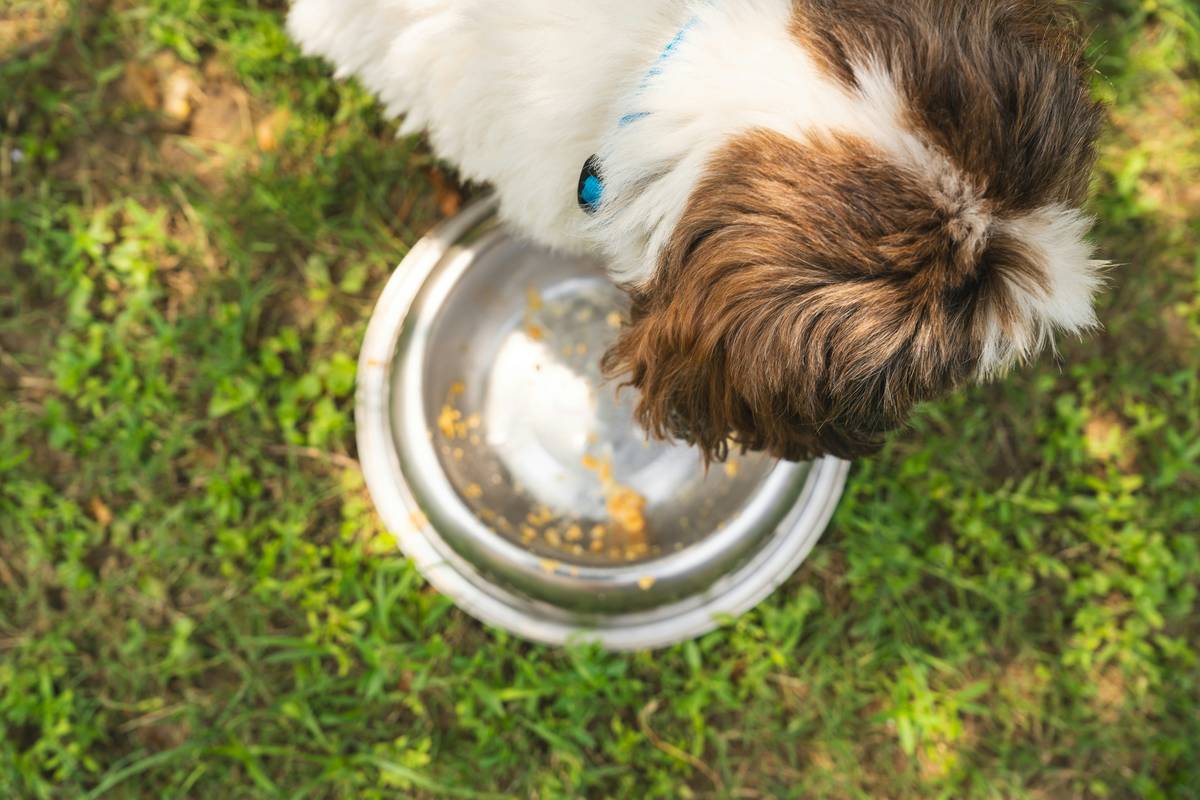 Comparison chart showing ingredient quality in kibble vs frozen gluten free pet food