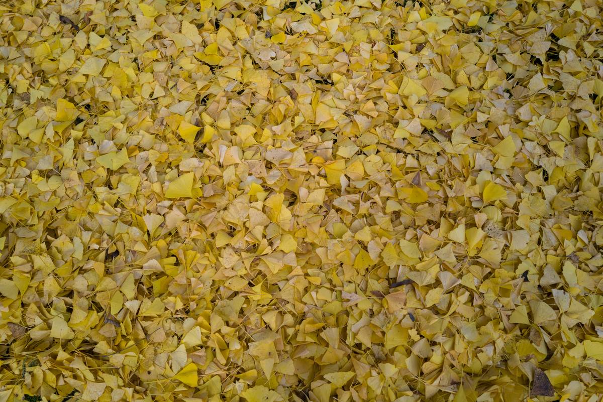 Gingko