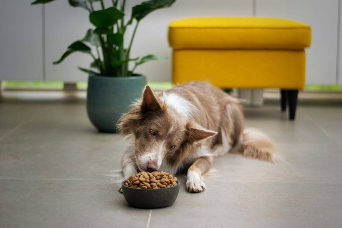 Infographic showing nutritional needs of senior dogs vs. adult dogs: higher moisture, easily digestible protein, joint support, dental-friendly texture