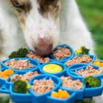 Is a Paleo Frozen Dish Right for Your Dog? A Vet-Approved Guide to Raw, Real Food