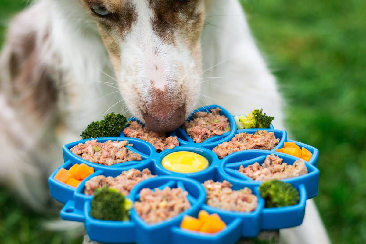 Is a Paleo Frozen Dish Right for Your Dog? A Vet-Approved Guide to Raw, Real Food