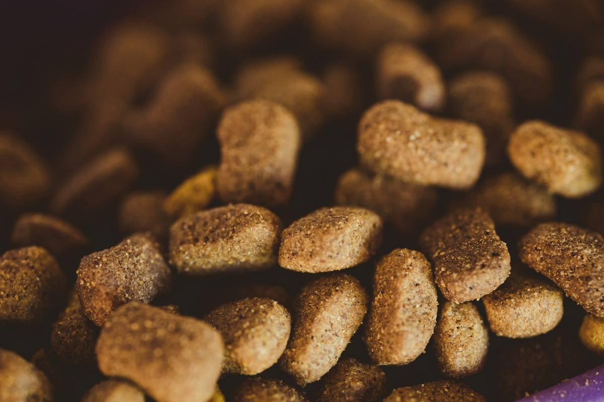 Is Chicken Neck Blend the Secret Weapon Your Dog’s Diet Has Been Missing?