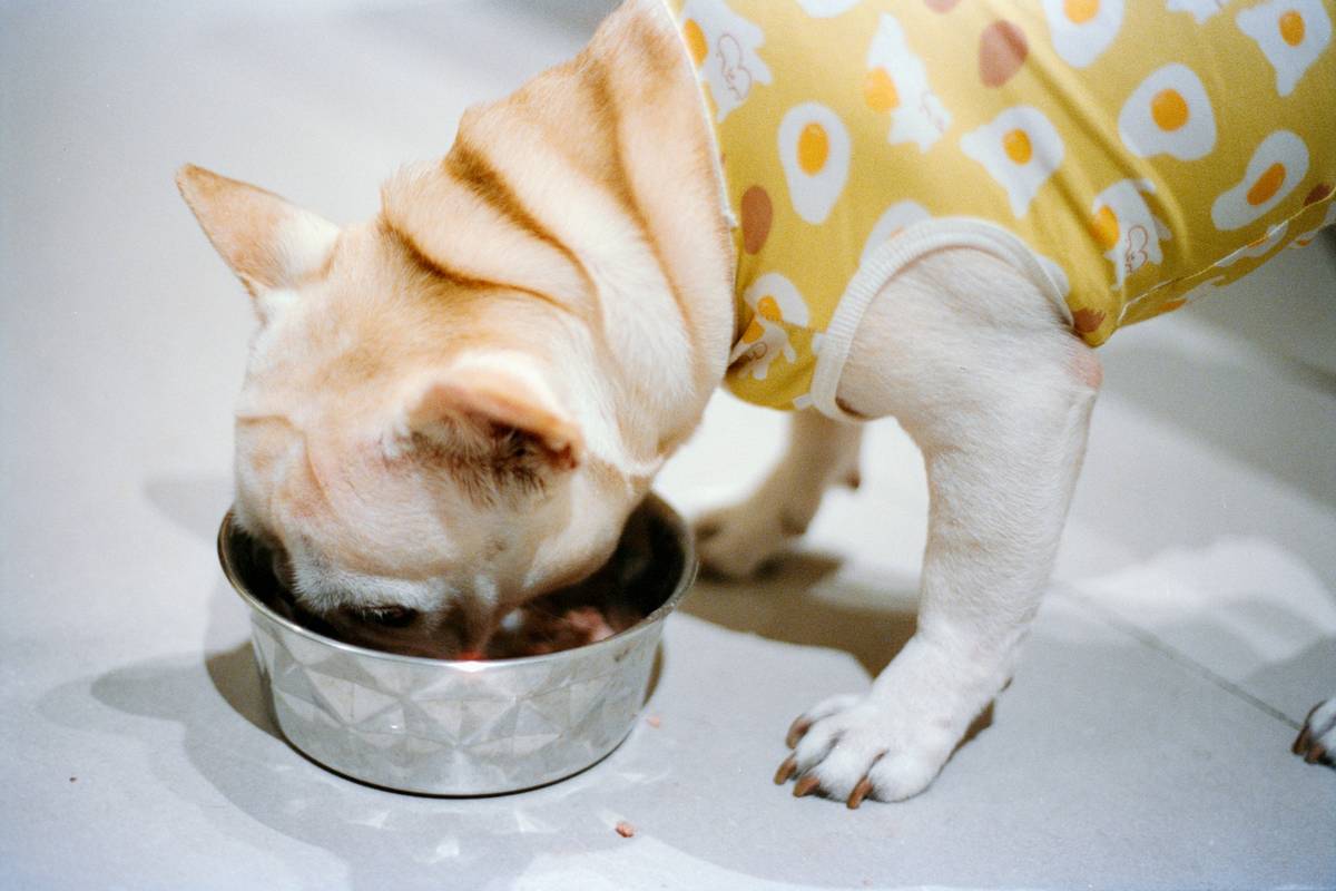 Is Your Dog’s Gluten Free Bowl Actually Helping—or Hurting? The Frozen Food Truth