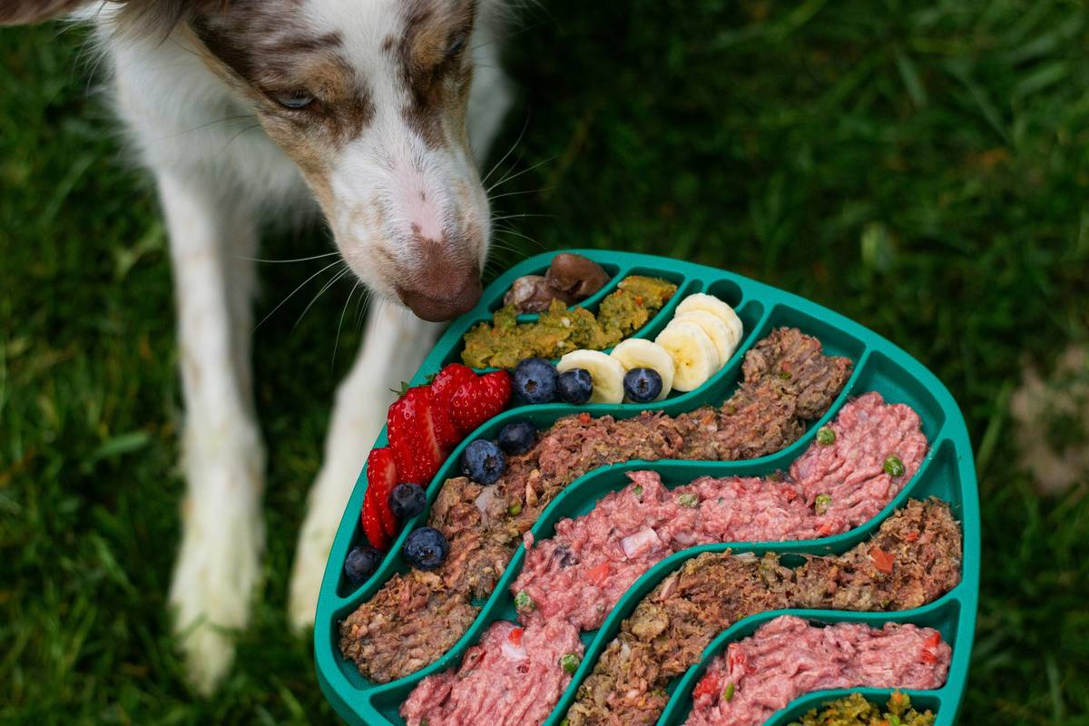 Is Your Dog Thriving—or Just Surviving? The Truth About the Vegan Protein Bowl Trend