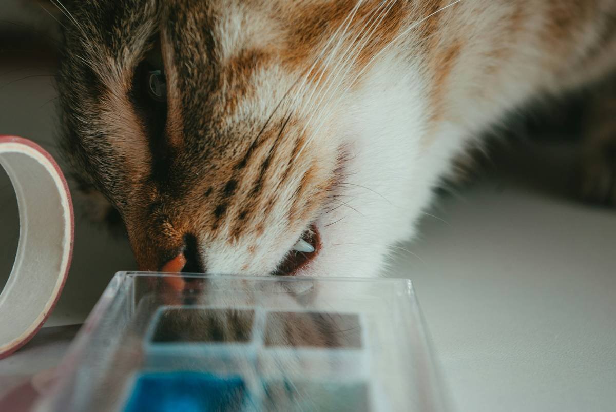 Is Your Pet’s “Low Carb Meal” Actually Helping—or Hurting? A Vet-Backed Guide to Frozen Options