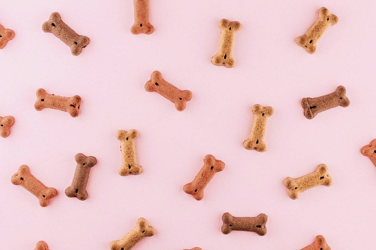 Sugar Free Dessert for Dogs? Why Frozen Pet Treats Are the Secret to Safe, Sweet Snacking