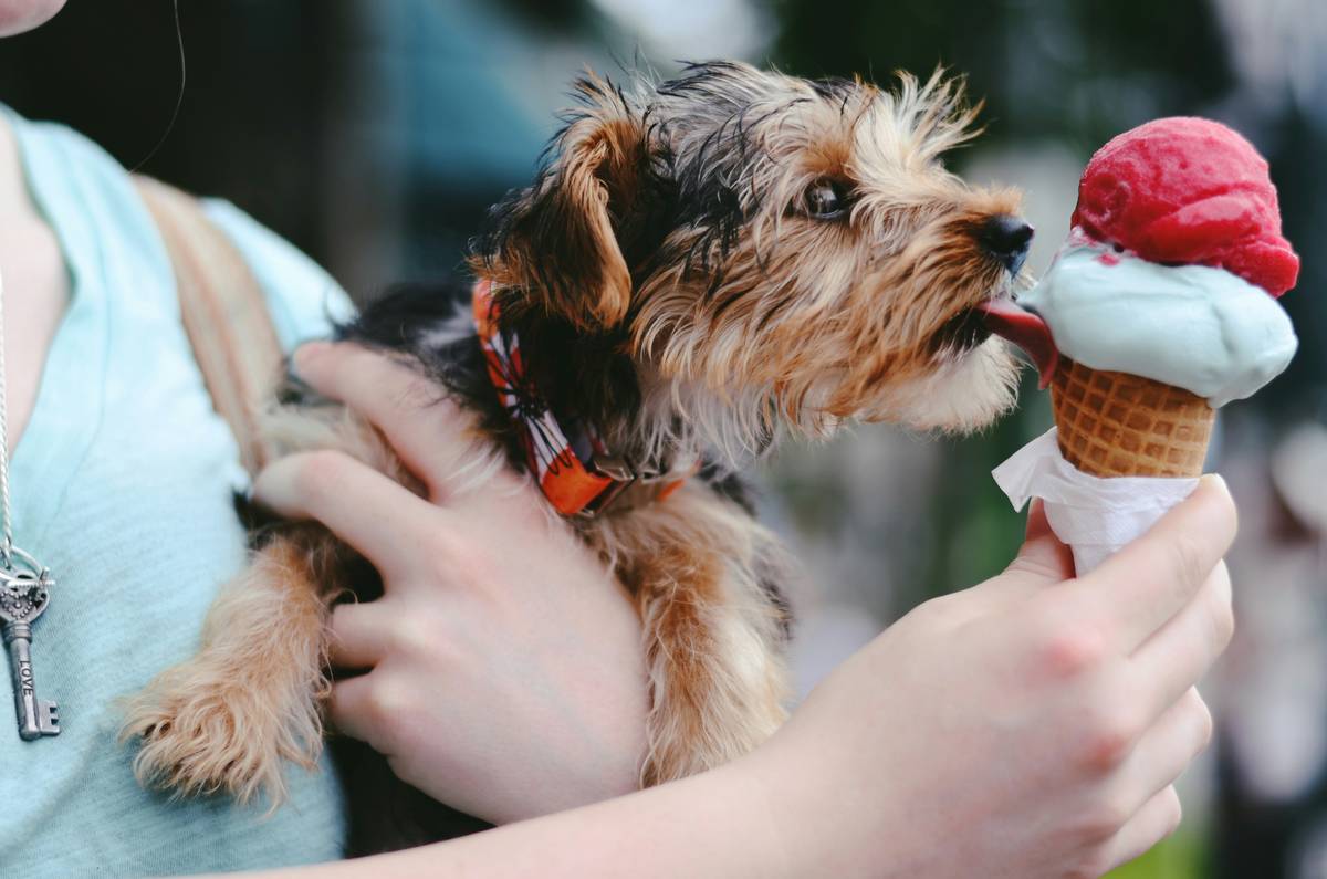 Why Your Dog Deserves a Frozen Appetizer Pack (And How to Choose the Right One)