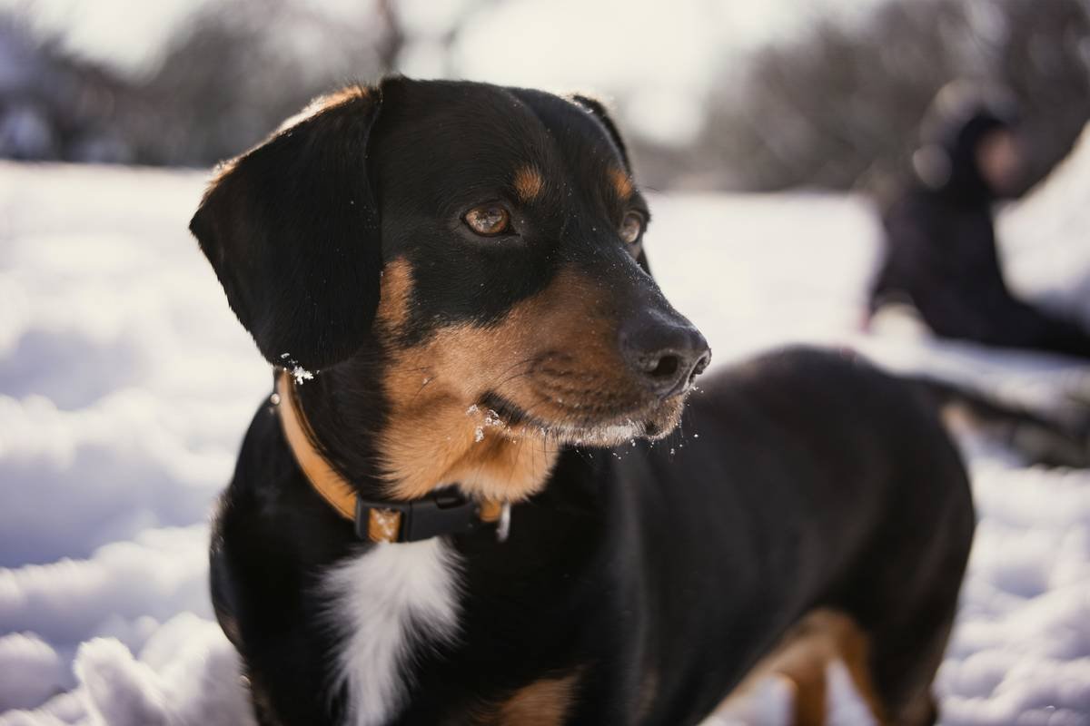 A black and tan dog in the snow