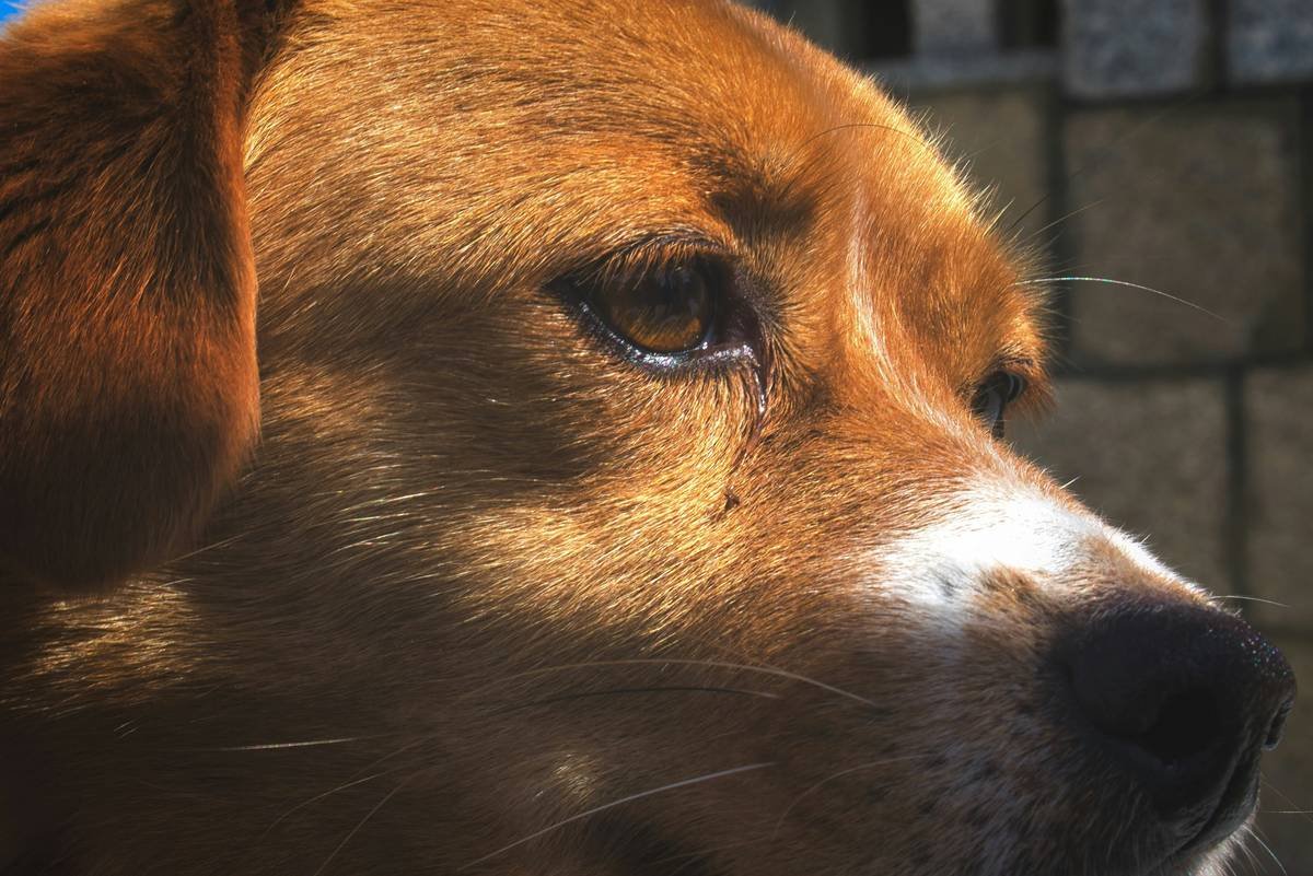 A close up of a dog catching some sun. https://www.instagram.com/p/B6GkC12ACnI/