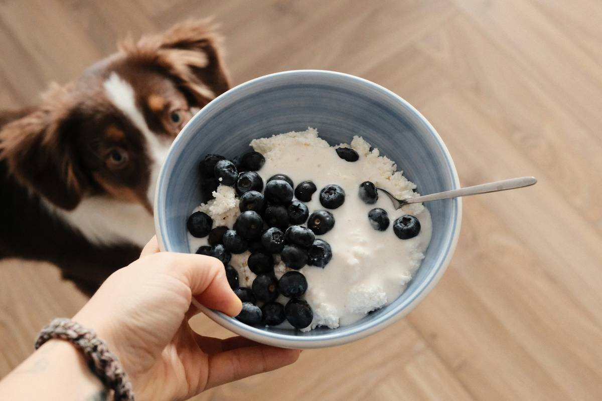 A person holding a bowl of blueberries and yogurt