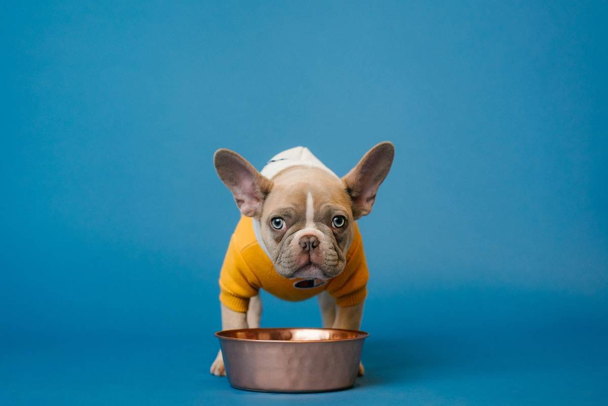 Bar chart comparing vitamin retention in fresh, frozen, canned, and dried pet food ingredients—frozen shows highest levels for vitamins A, C, and E