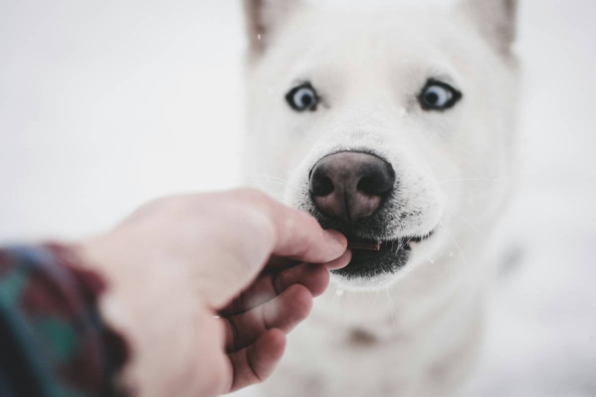 Can Dogs Eat Frozen Potato Wedge? A Pet Nutritionist’s Truth About This Surprising Snack