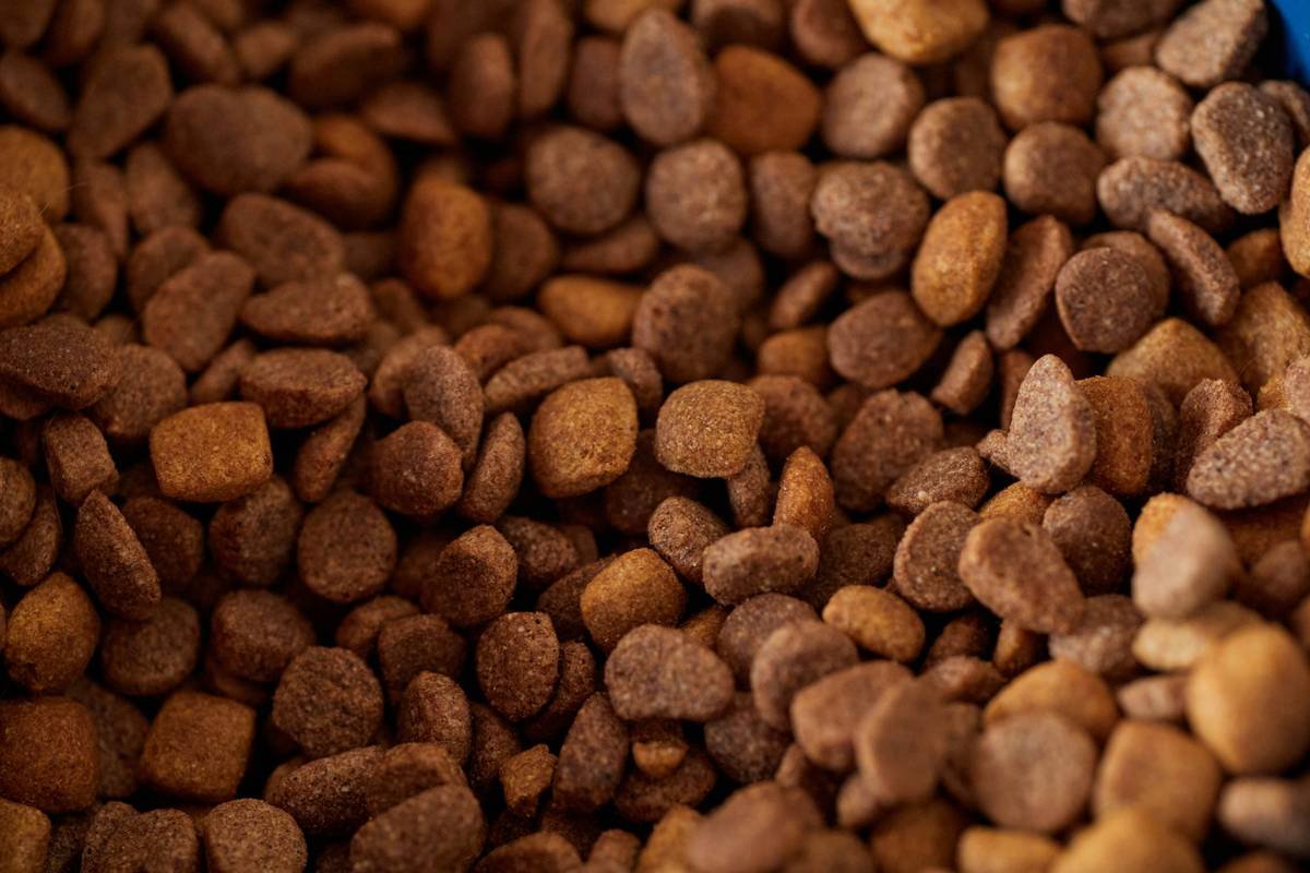 Infographic showing safe vs unsafe ingredients in lentil pasta meals for dogs: safe include cooked lentils, carrots, zucchini; unsafe include garlic, onion, excess salt, artificial preservatives