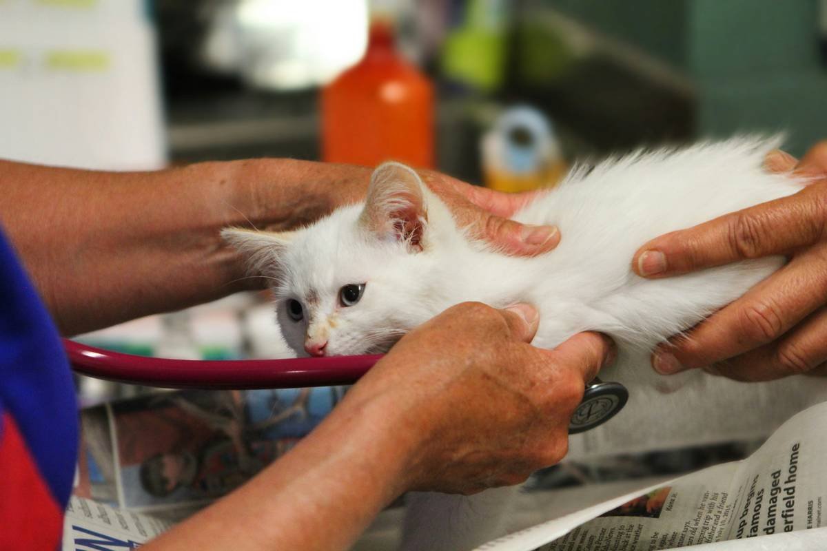 Is That Frozen Breaded Snack Safe for Your Pet? What Vets & Pet Food Scientists Wish You Knew