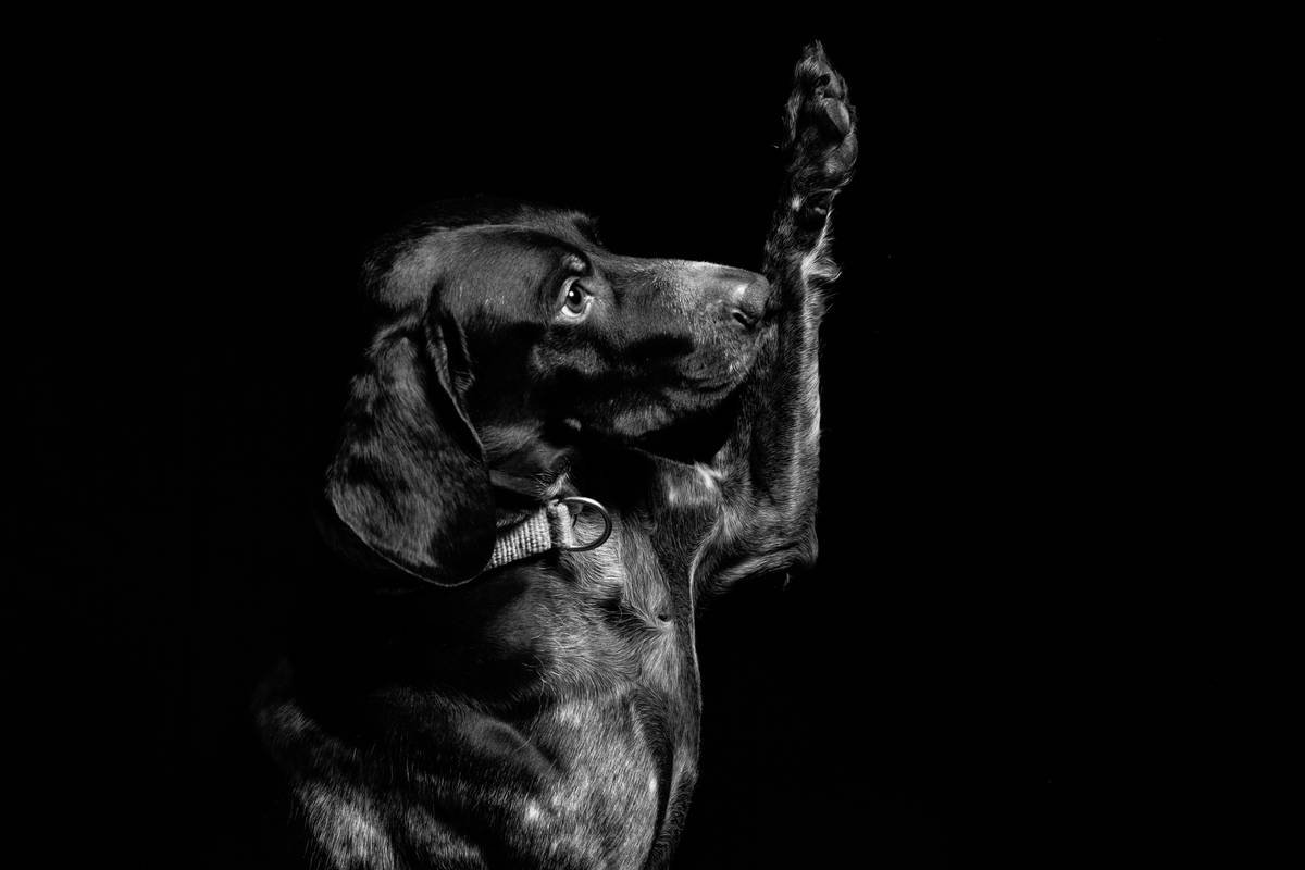 My dog does anything for treats, it’s ridiculous.