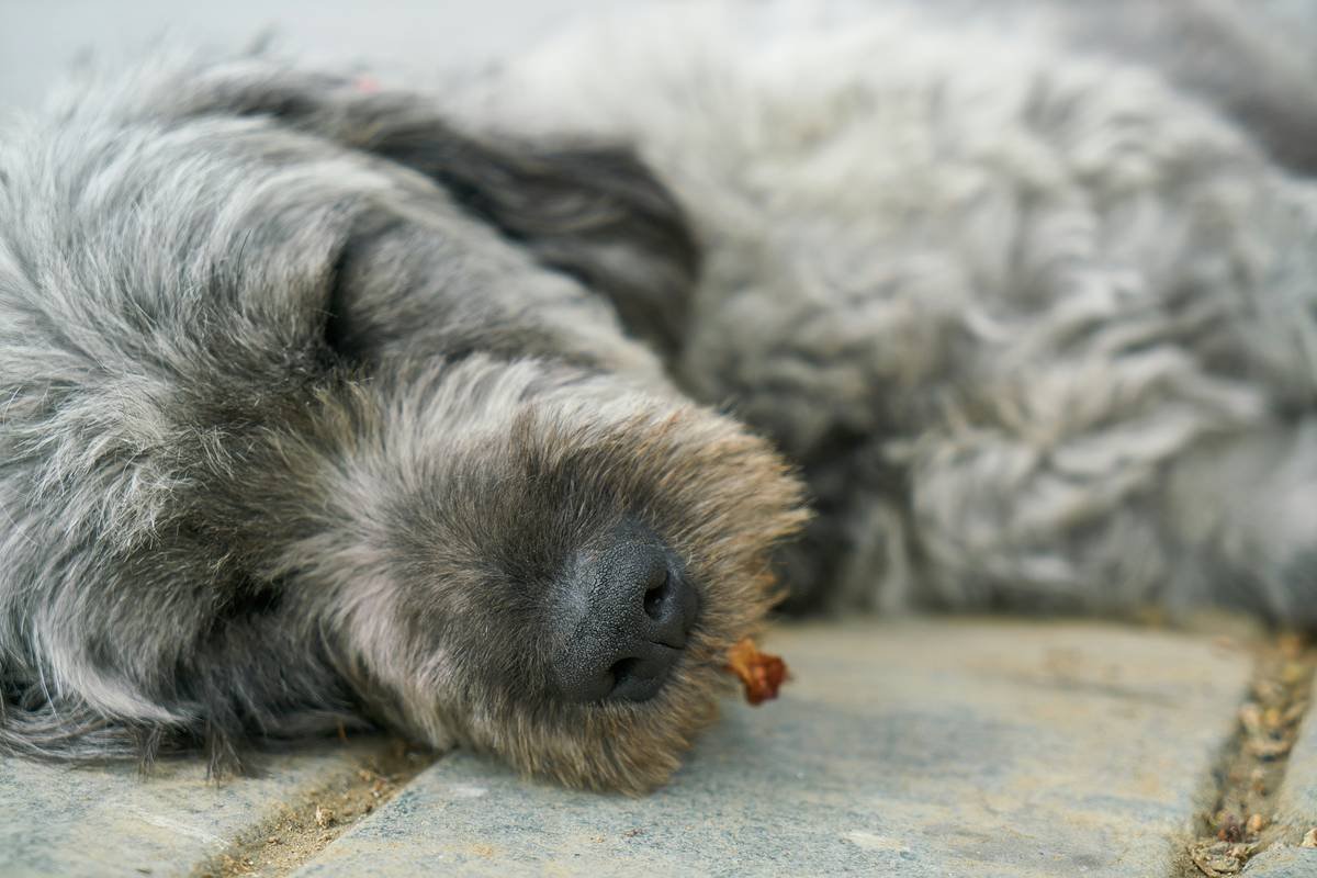 sleeping dog