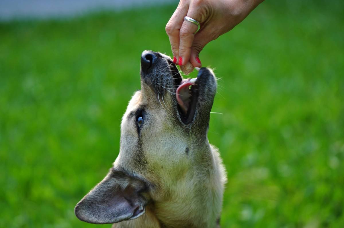 Why Your Dog Deserves a Bone Broth Cube—And How to Use It Right