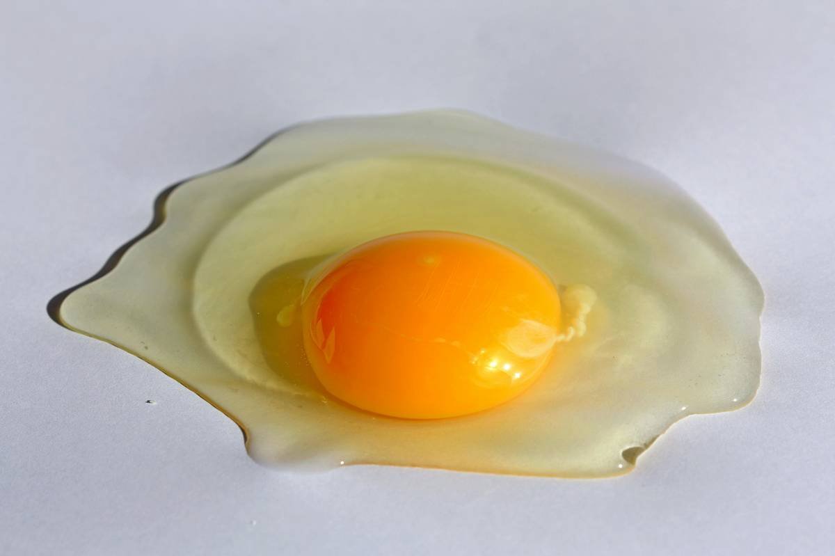 Why Your Dog Deserves a Frozen Egg Bite (And How to Get It Right)