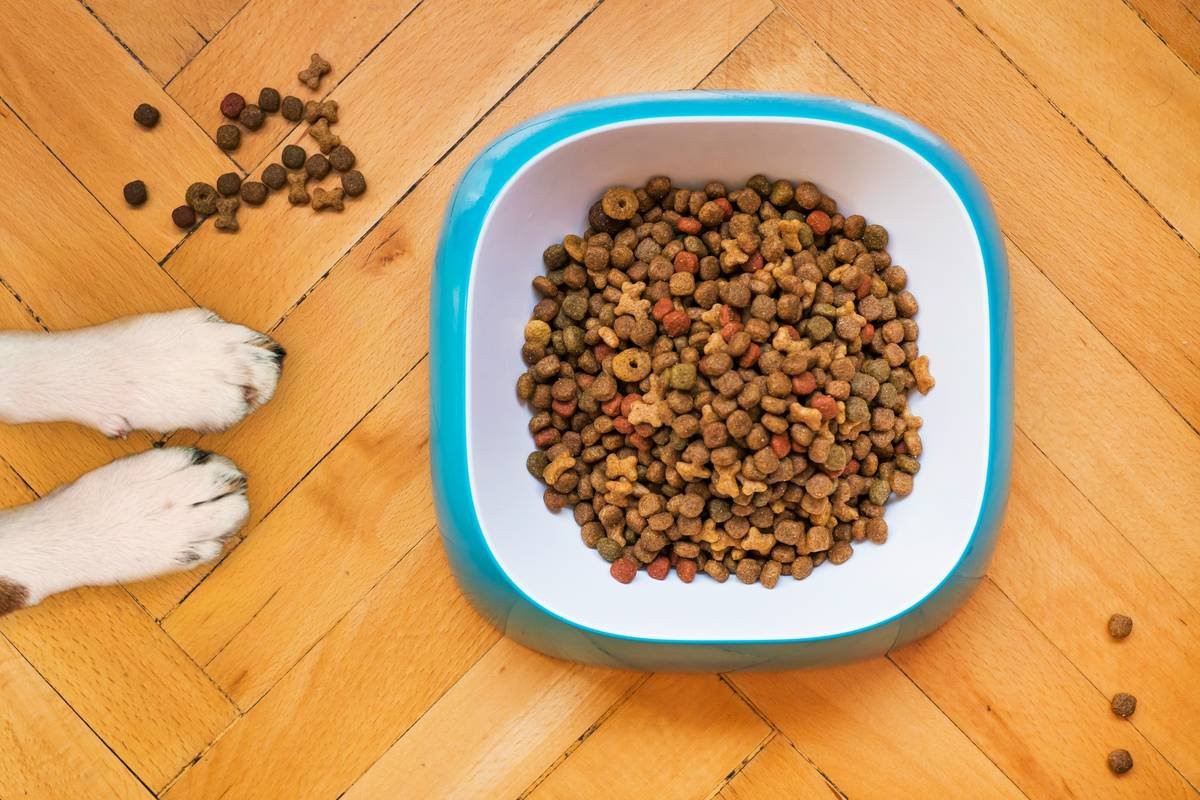 Why Your Dog’s Gut Will Thank You for Switching to Lamb Tripe Grind (And How to Do It Right)