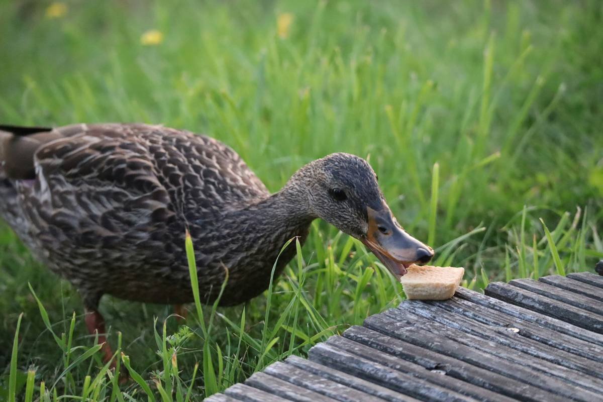 Why Your Dog’s Obsessed With Duck Neck Treats—and How to Feed Them Safely