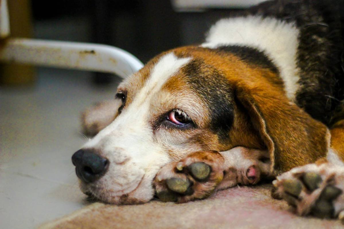 bagle the beagle.