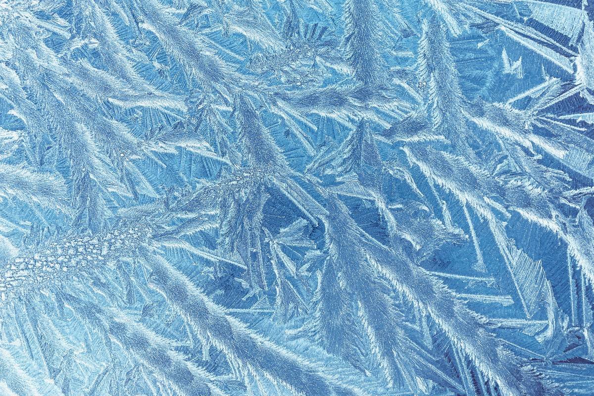 Close-up of vibrant organic super greens in frozen pet food mix