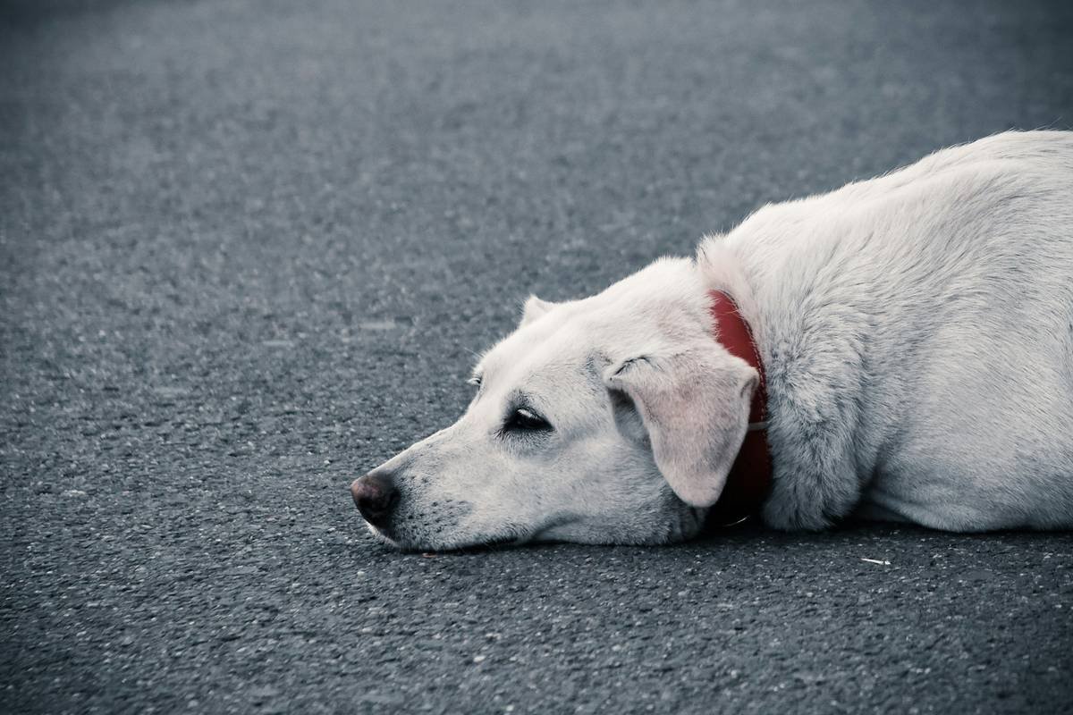 Sad Dog