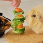 What Is a Biologically Appropriate Meal for Your Pet? (Spoiler: It’s Not Kibble)