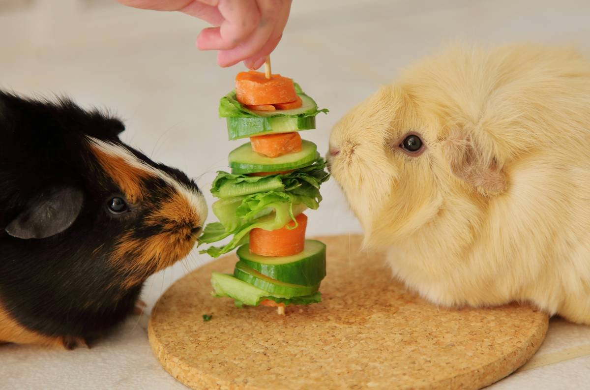 What Is a Biologically Appropriate Meal for Your Pet? (Spoiler: It’s Not Kibble)