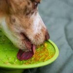 Why Your Diabetic Dog Deserves a Real Diabetic Friendly Meal (Not Just Kibble With a “Low-Carb” Label)