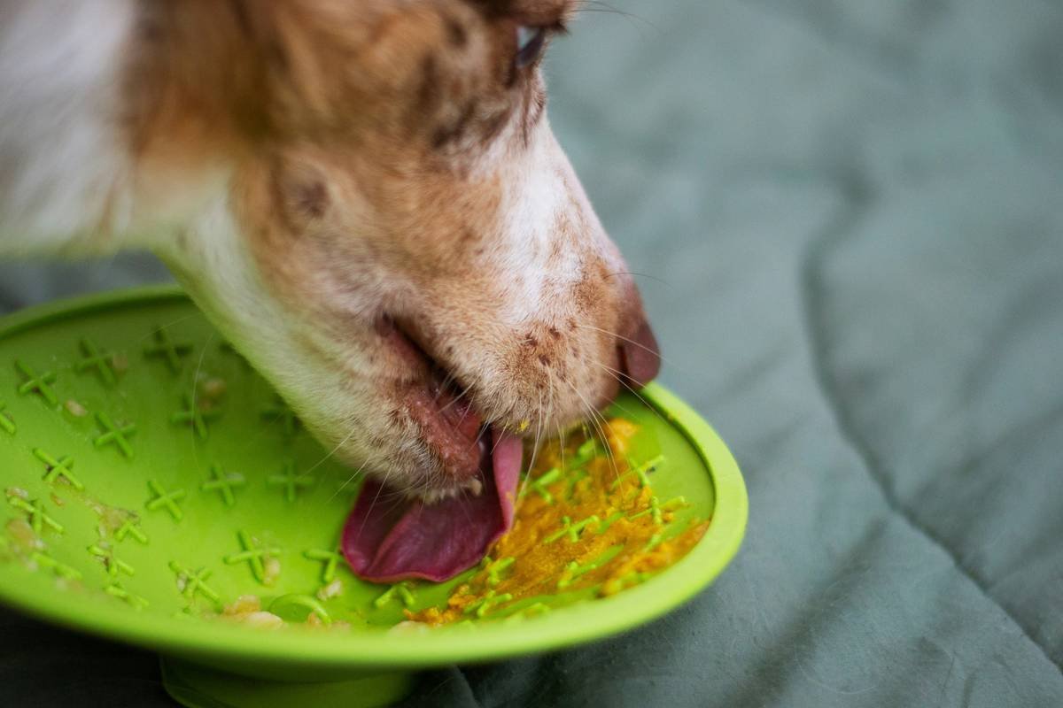 Why Your Diabetic Dog Deserves a Real Diabetic Friendly Meal (Not Just Kibble With a “Low-Carb” Label)