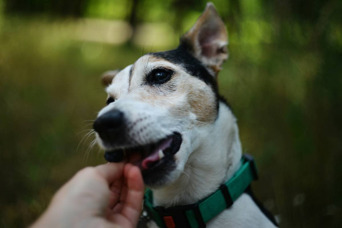 Why Your Dog Deserves a Turmeric Ginger Blend in Their Frozen Meals (And How to Get It Right)
