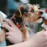 Why Your Pet Deserves a Premium frozen dipping sauce Experience