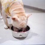 Why Your Pet Needs a Portion Control Dish for Healthy Frozen Food