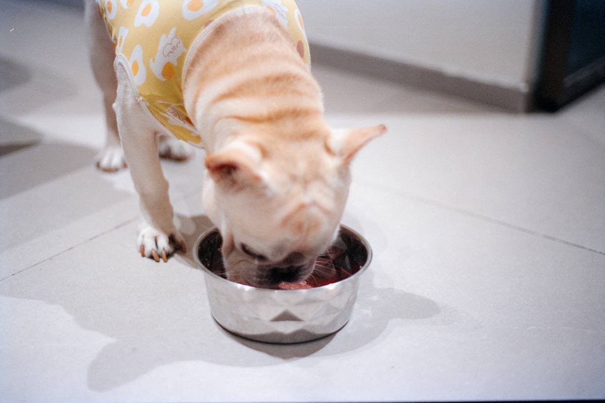 Why Your Pet Needs a Portion Control Dish for Healthy Frozen Food