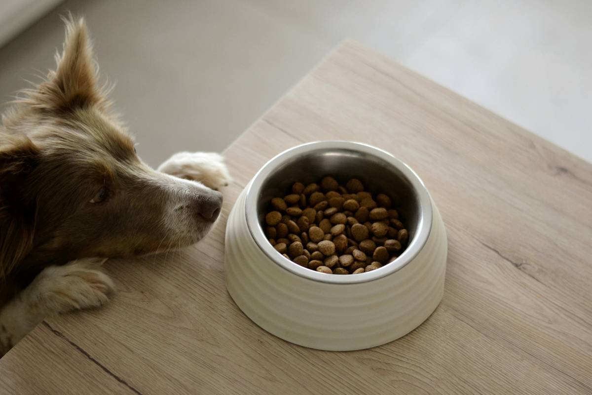 Side-by-side comparison of limited ingredient frozen dog food vs traditional kibble showing texture and moisture content