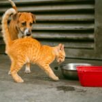 Why limited ingredient frozen Is the Future of Sensitive Dog Diets