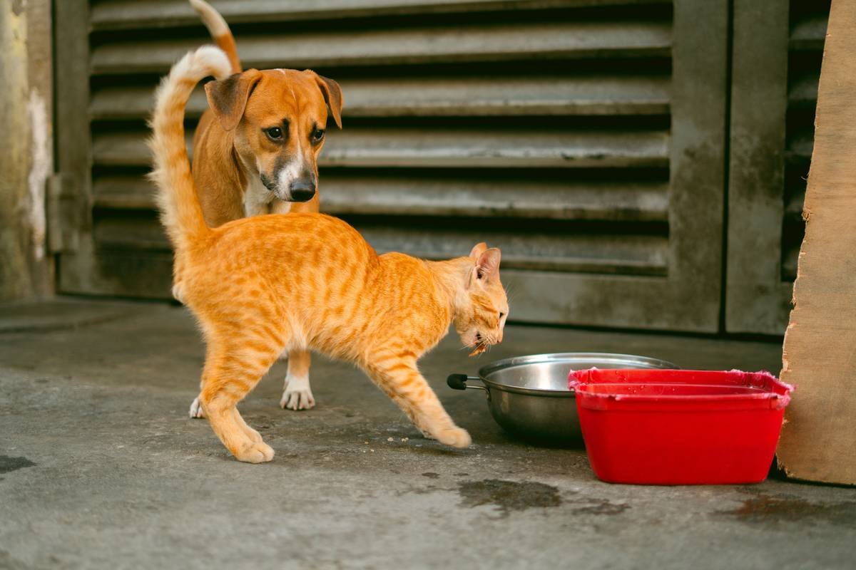 Why limited ingredient frozen Is the Future of Sensitive Dog Diets